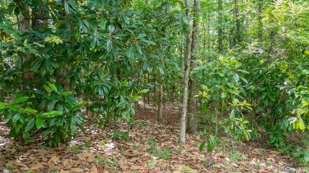 More Photos Of 0 Roosevelt Hwy, Warm Springs Land For Sale