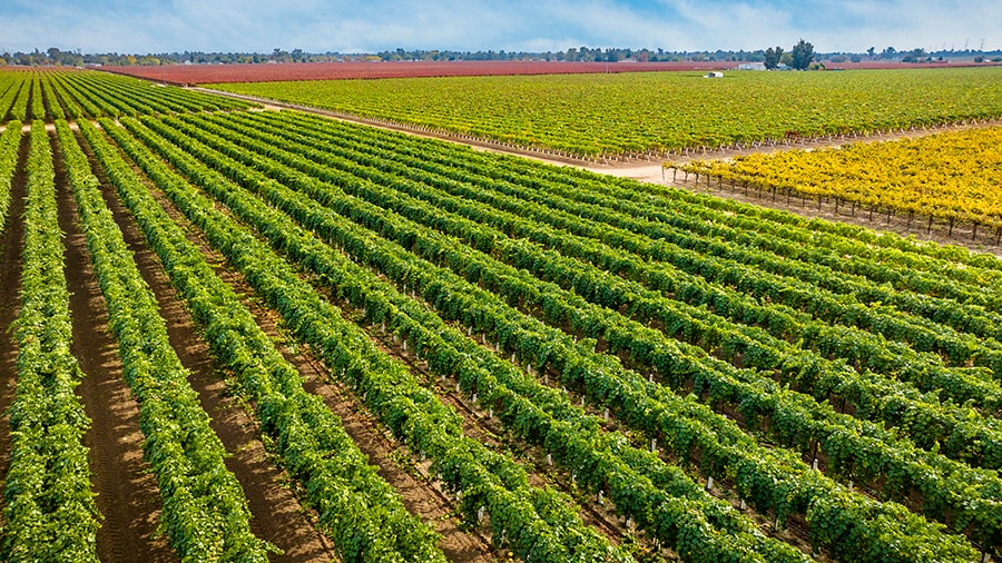 More Photos Of Colony Ranch Vineyard, Wilton Land For Sale