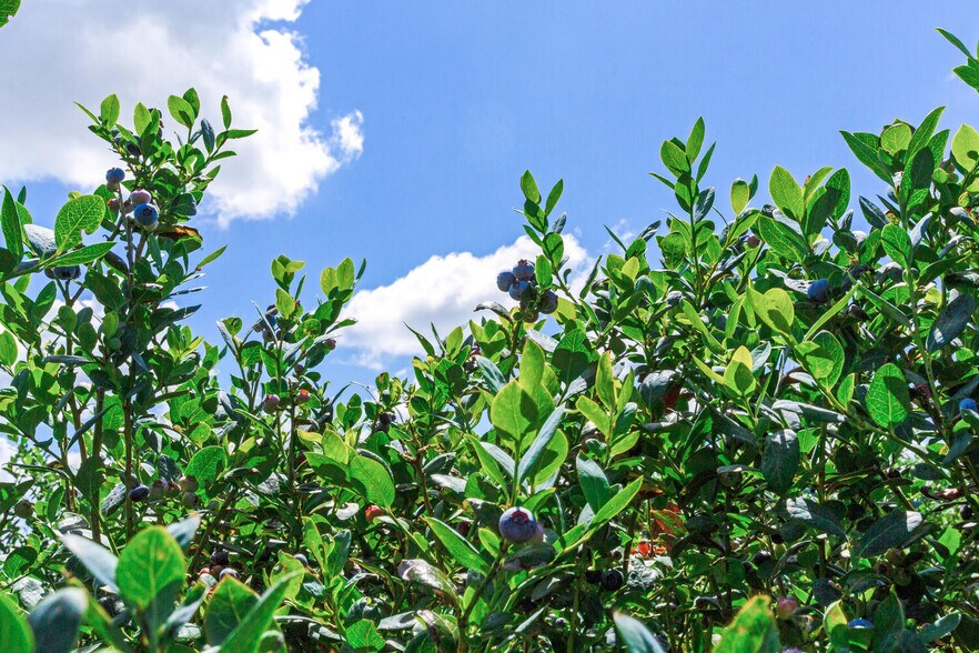 More Photos Of 3674 FL-64, Zolfo Springs Land For Sale