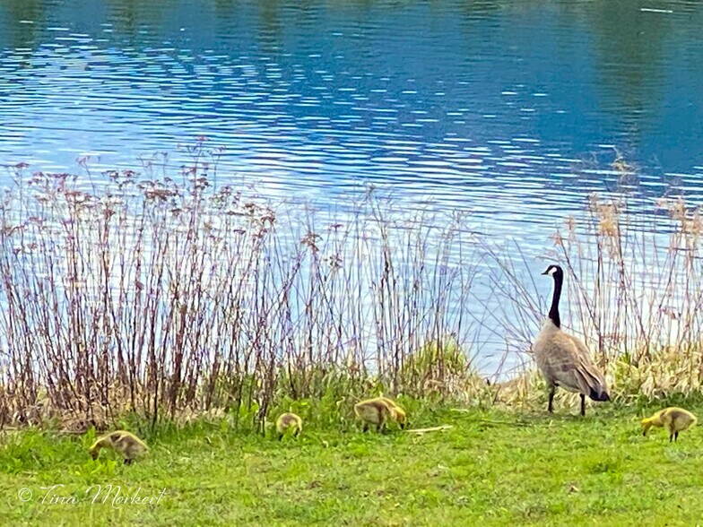 More Photos Of 405 Main st, Thompson Falls Office For Sale
