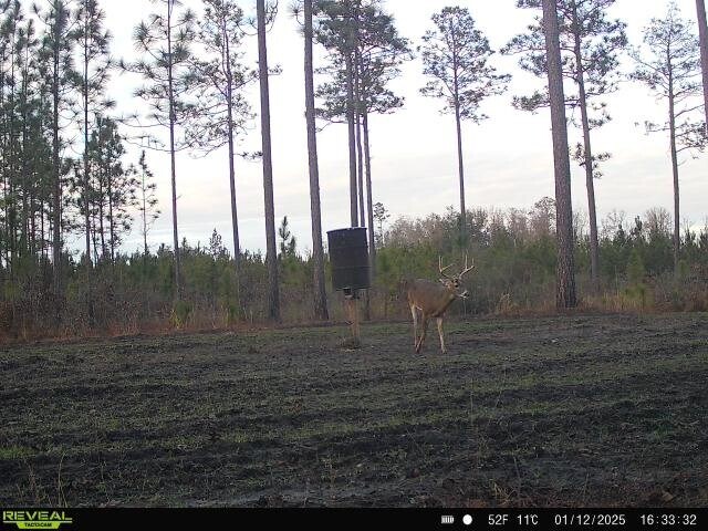 More Photos Of 17675 Cedar Springs Rd, Blakely Land For Sale
