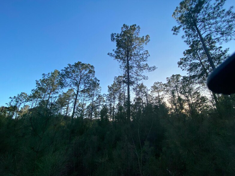 More Photos Of 395 Nettles rd, Livingston Land For Sale