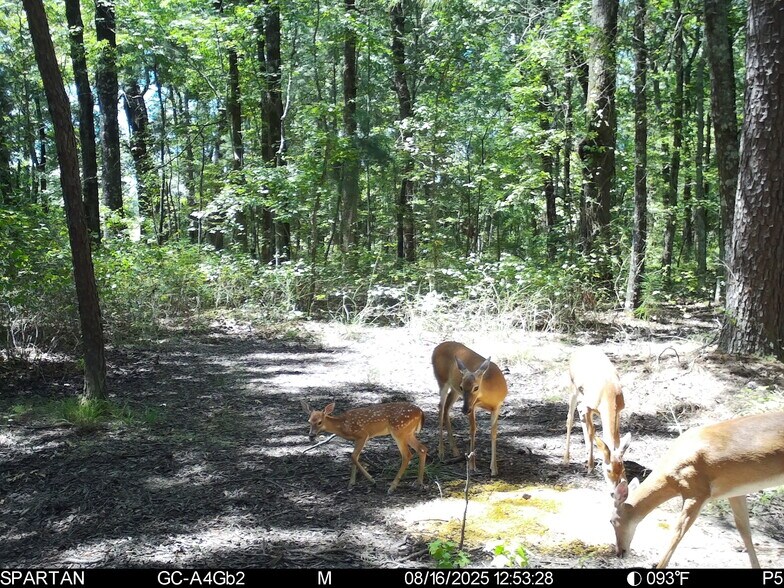 More Photos Of County Road 2592, Marietta Land For Sale
