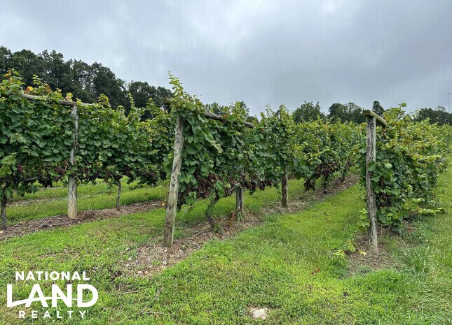 More Photos Of 3899 Eakin Farm Rd, Blacksburg Winery Vineyard For Sale