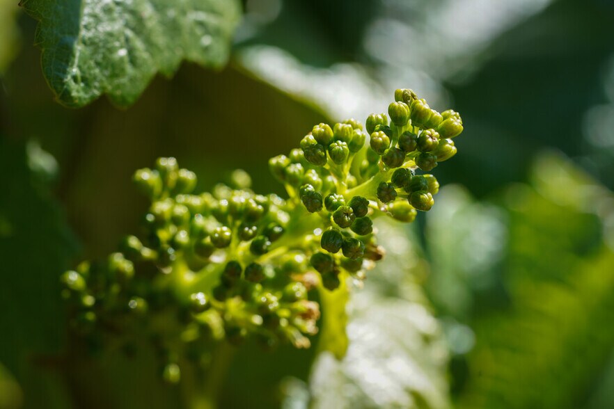 More Photos Of 12000 NW Old Wagon Rd, Carlton Winery Vineyard For Sale