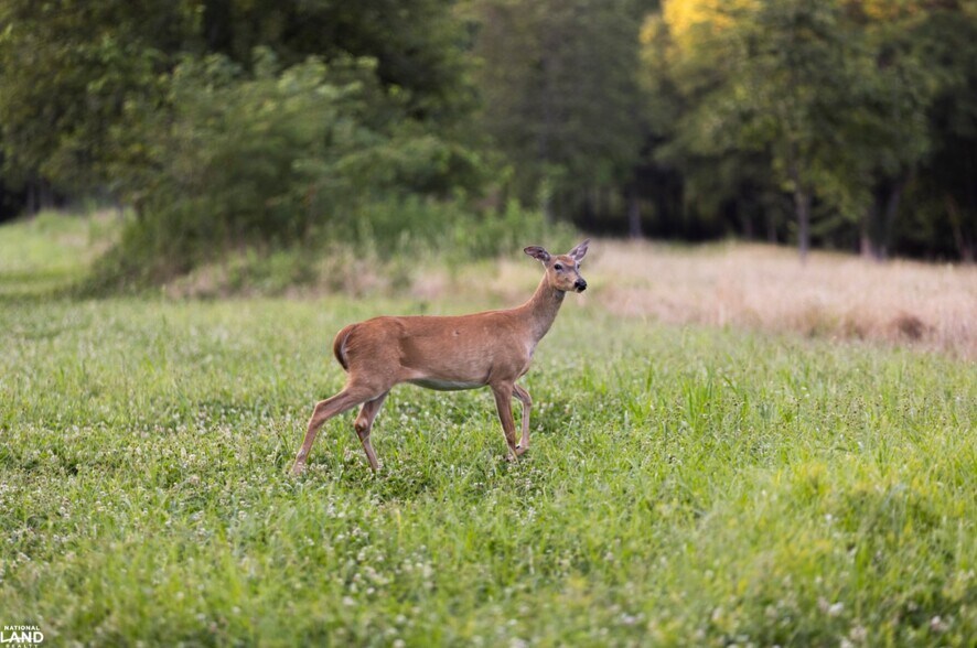 More Photos Of 178 Oak Creek Ln, Bland Land For Sale
