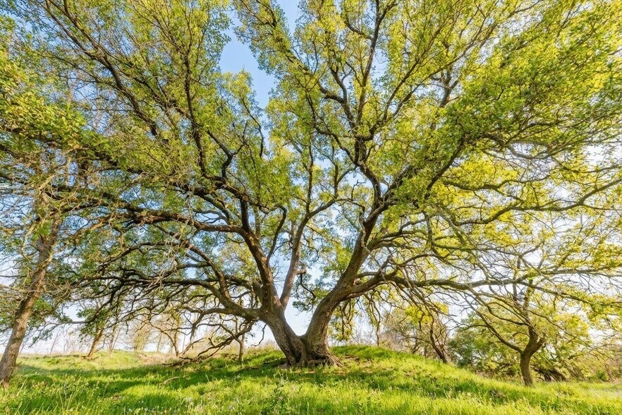 More Photos Of 7120 HWY 183 N, Early Land For Sale