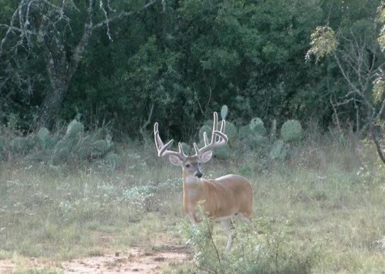 More Photos Of 1681 FM 574 W, Mullin Land For Sale
