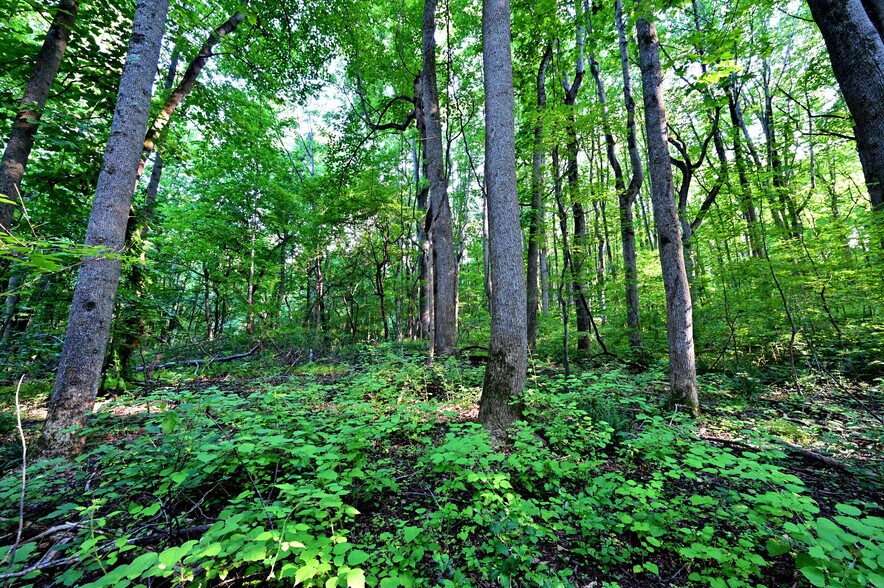 More Photos Of Richard Allen St, Aquasco Land For Sale