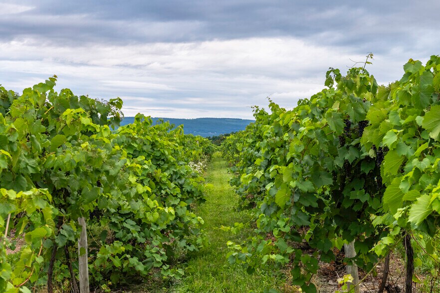 More Photos Of 9940 Middle Rd, Hammondsport Winery Vineyard For Sale