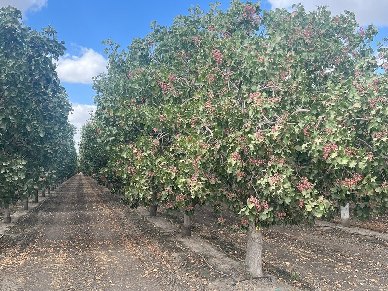 More Photos Of +/-154 Acre Pistachio Orchard - Idaho ave, Hanford Land For Sale