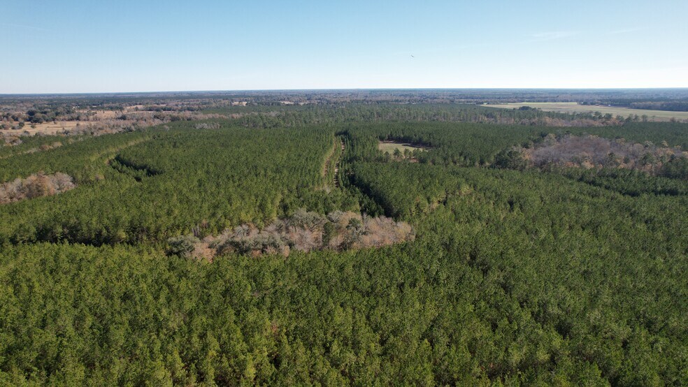 More Photos Of 17675 Cedar Springs Rd, Blakely Land For Sale