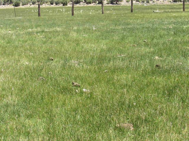 More Photos Of McCain Valley R McCain Valley rd, Boulevard Land For Sale