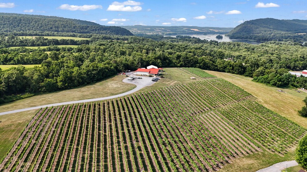 More Photos Of 3 Orchard Rd, Liverpool Winery Vineyard For Sale