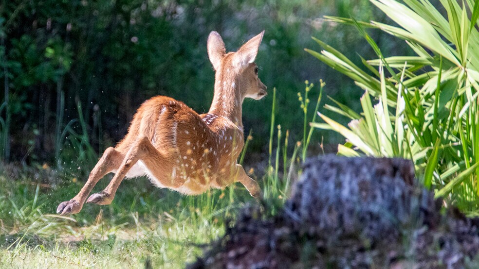 More Photos Of 134 Shoreside Trail, Crescent City Land For Sale