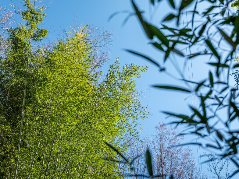 More Photos Of 00 Pittman Rd, Landrum Land For Sale