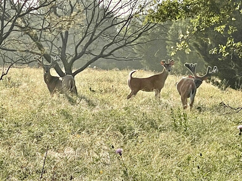 More Photos Of 4636 Halsell Ranch Rd, Jacksboro Land For Sale