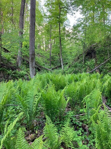 More Photos Of N3739 Bear Pen Rd, Arkansaw Land For Sale