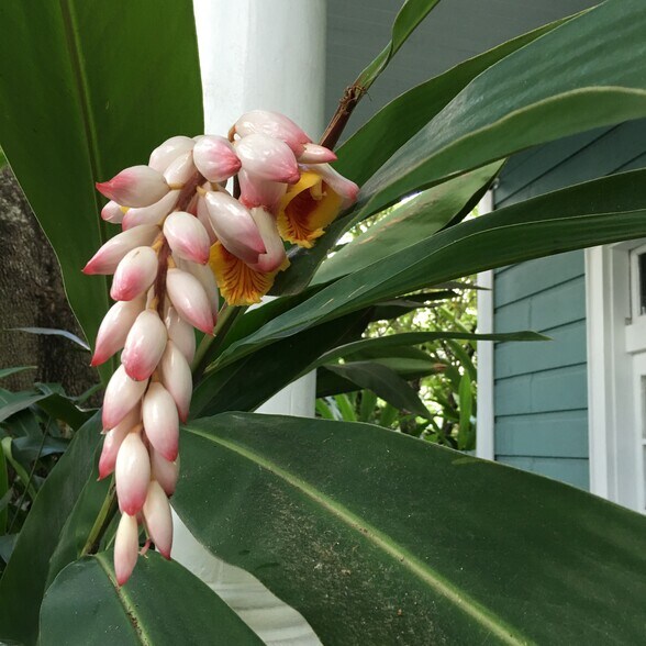 More Photos Of 1933 Esplanade Ave, New Orleans Multifamily For Sale