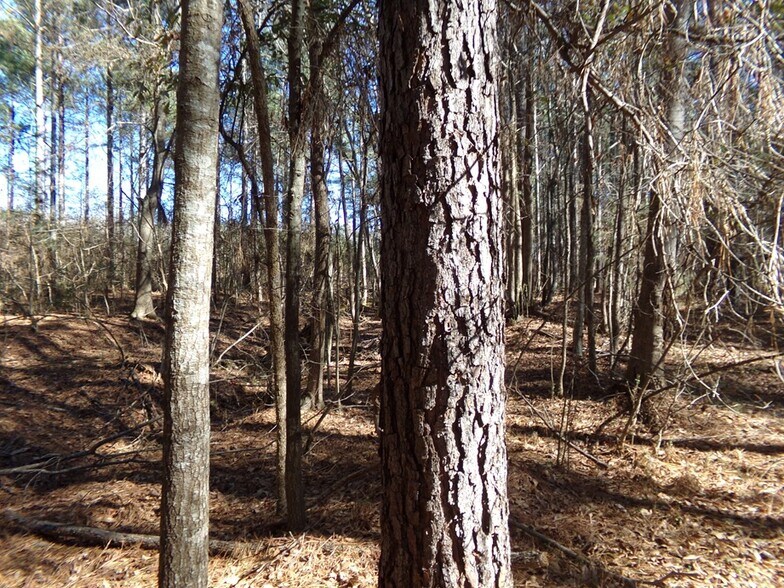 More Photos Of 41 ACRES Hwy 55 Hwy, Clover Land For Sale
