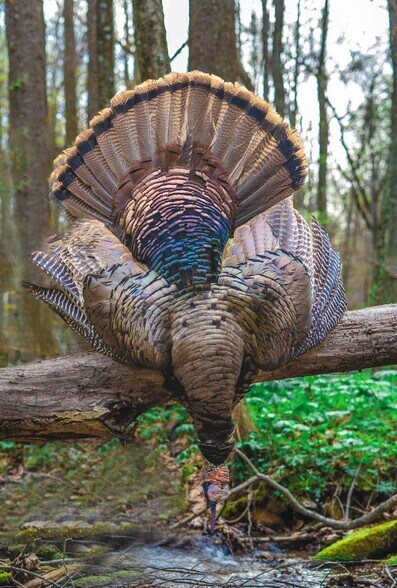 More Photos Of 0 Foothills Rd, Callaway Land For Sale