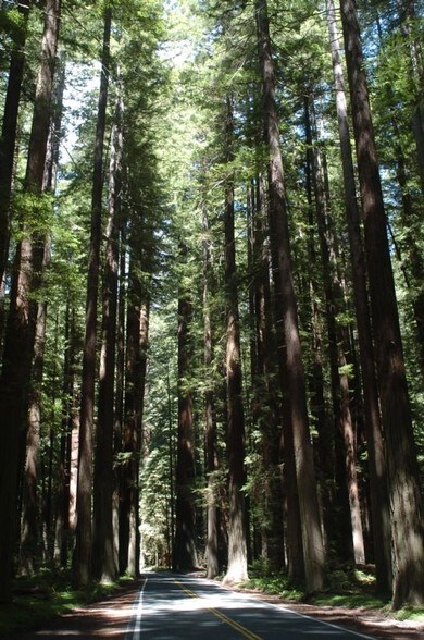 More Photos Of 12901 Avenue of the Giants St, Myers Flat Hospitality For Sale