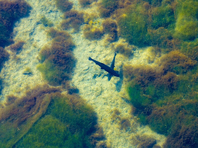 More Photos Of 41579 Osprey Rd, Fall River Mills Land For Sale