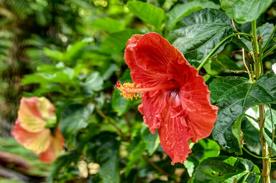 More Photos Of 27-2760 Hawaii Belt Rd, Pepeekeo Land For Sale