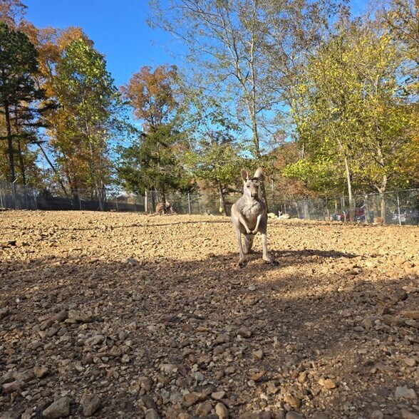 More Photos Of 11698 US Highway 60, Van Buren Land For Sale