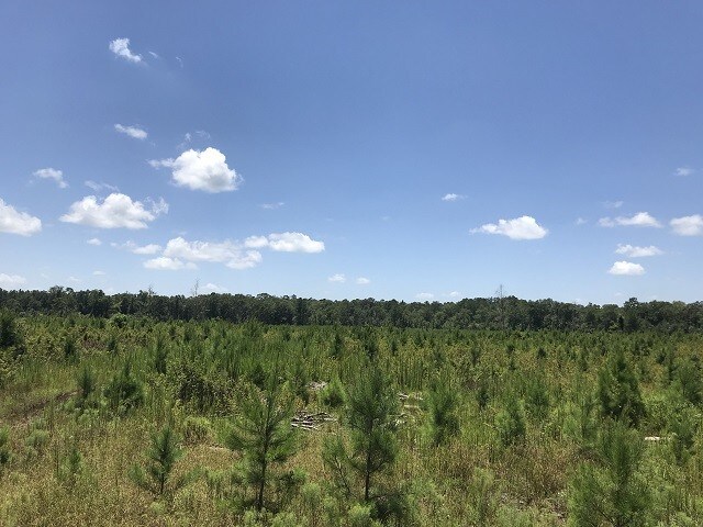 More Photos Of Buck Creek Loop, Richton Land For Sale