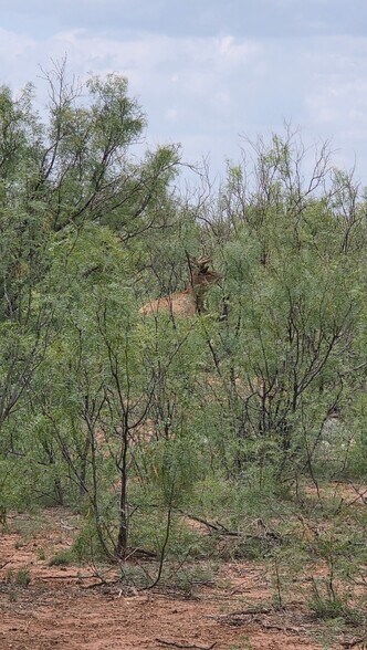 More Photos Of 5710 Co 331 rd, Colorado City Land For Sale