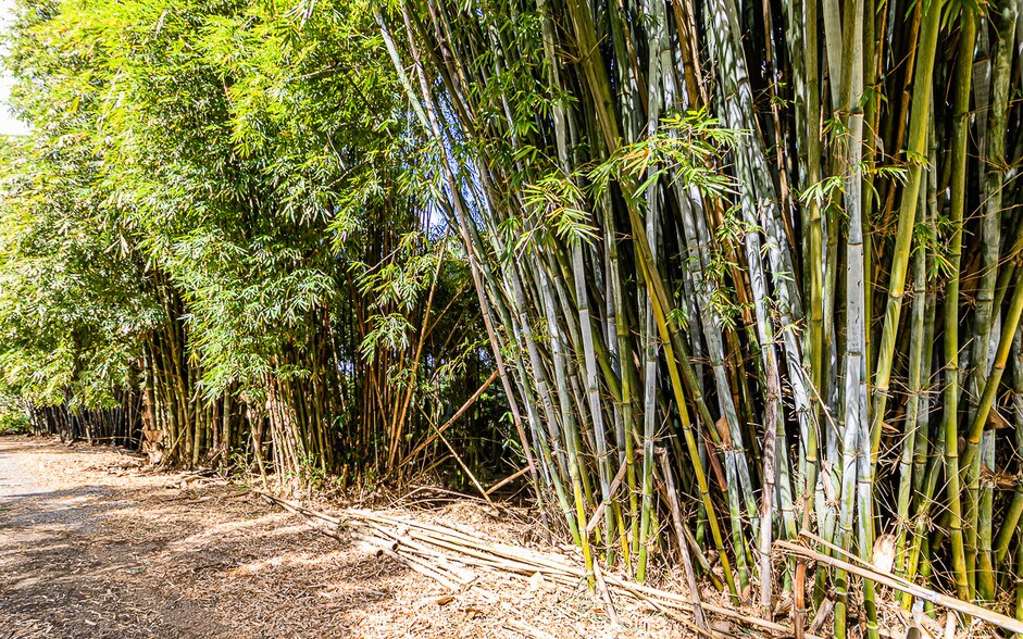 More Photos Of 27-2760 Hawaii Belt Rd, Pepeekeo Land For Sale