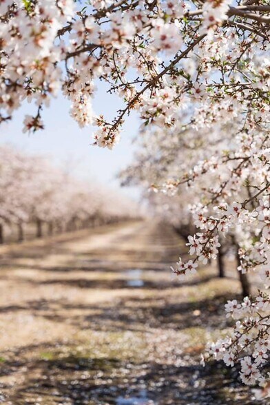 More Photos Of E Terra Bella Ave @ Rd 140, Pixley Land For Sale