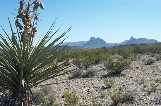 Primary Photo Of 20 Acres In Brewster County Tx, Terlingua Land For Sale