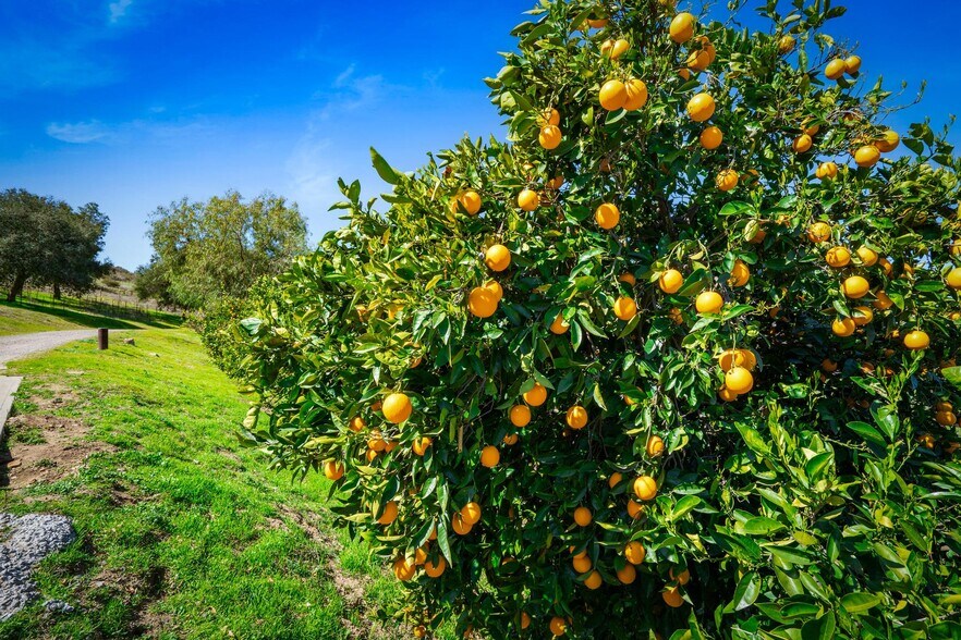 More Photos Of 26353 Old Julian Hwy, Ramona Land For Sale