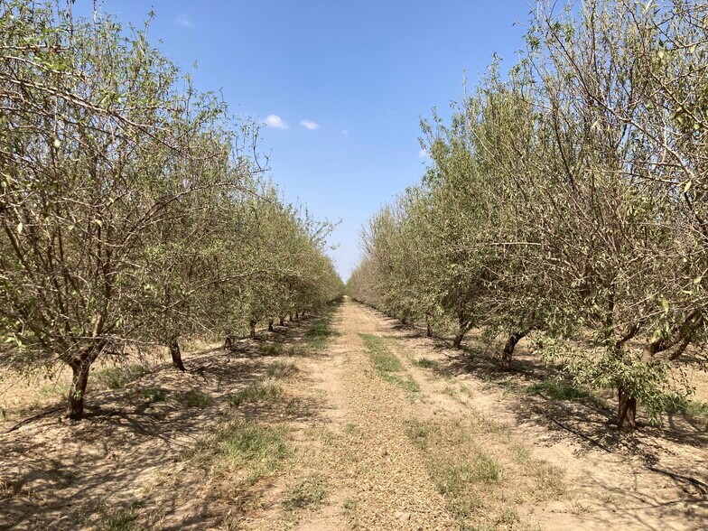 More Photos Of Sullivan Rd - Rosedale - Rio Bravo Almond Orchard, Bakersfield Land For Sale