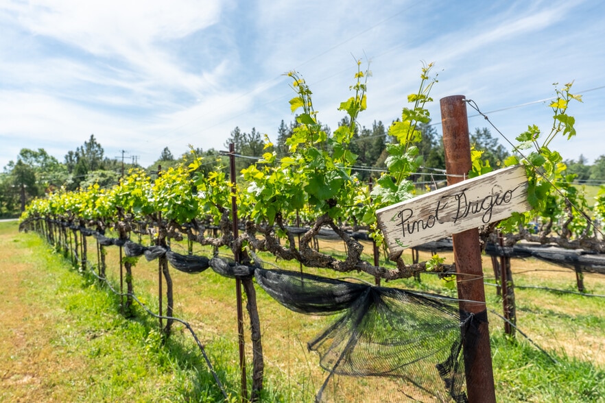 More Photos Of 1255 Julian Orchards Dr, Julian Winery Vineyard For Sale