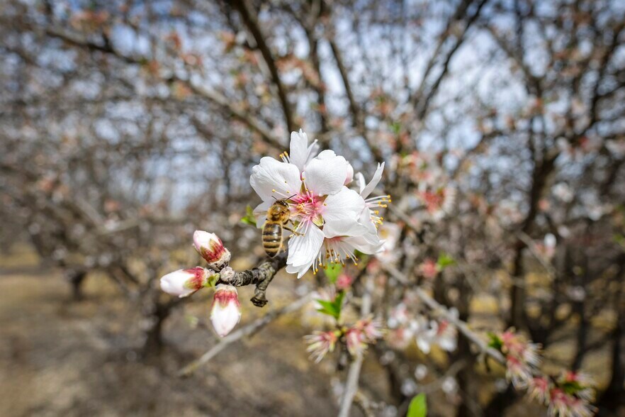 More Photos Of 7581 E Kings Canyon Rd, Fresno Land For Sale