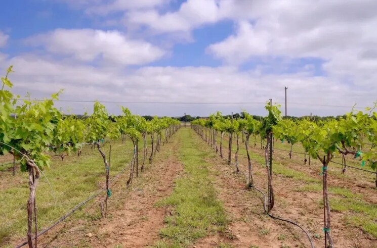 More Photos Of 11157 US 290, Hye Winery Vineyard For Sale