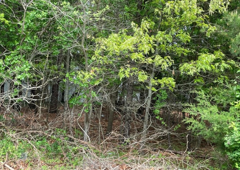 More Photos Of 0 East Main St, Tuckerton Land For Sale