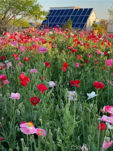 More Photos Of 691 Desert Trail Way, Tecopa Winery Vineyard For Sale