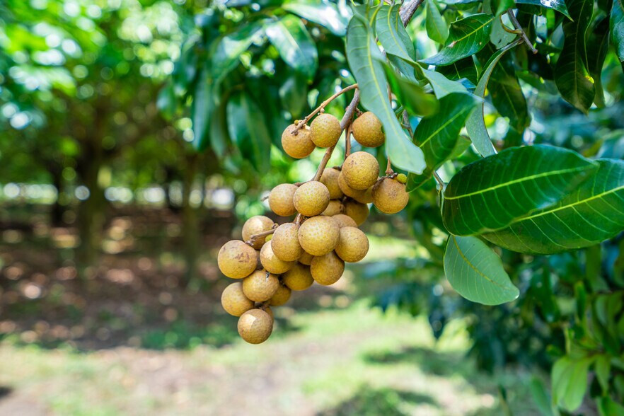 More Photos Of 27804 SW 175th Ct, Homestead Land For Sale