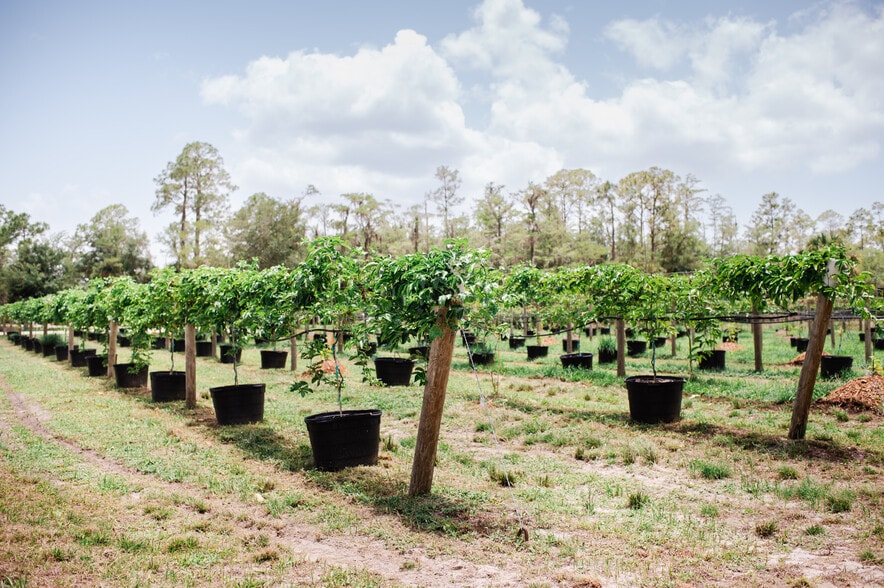 More Photos Of 20948 Corkscrew Rd, Estero Winery Vineyard For Sale