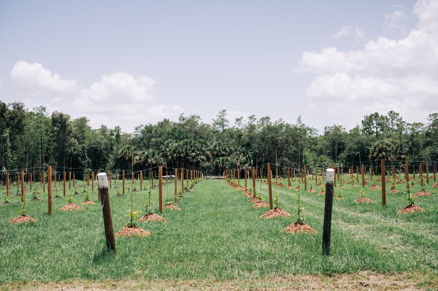 More Photos Of 20948 Corkscrew Rd, Estero Winery Vineyard For Sale