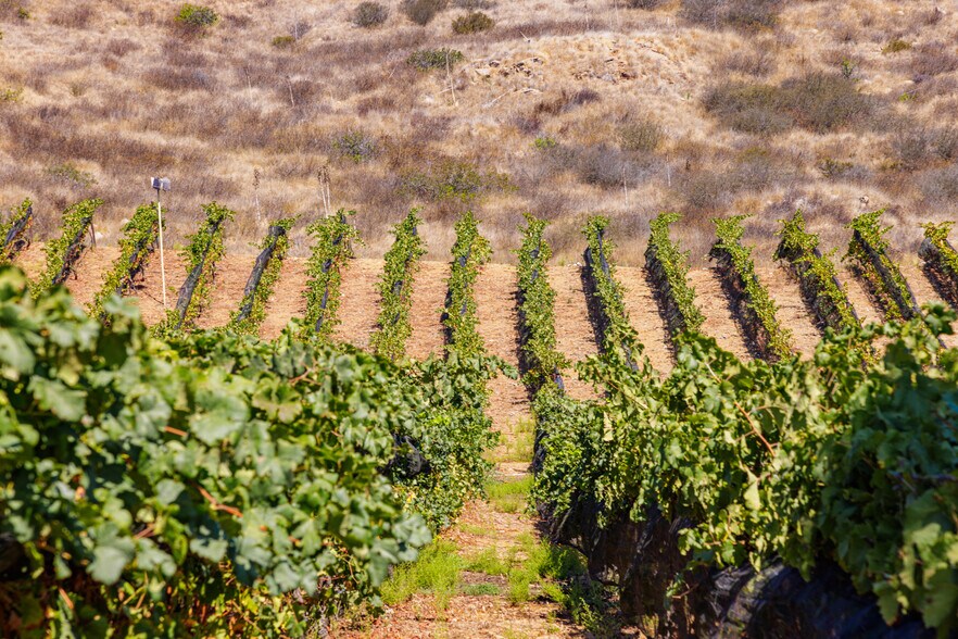 More Photos Of 2286 Sunshine Mountain Rd, San Marcos Winery Vineyard For Sale