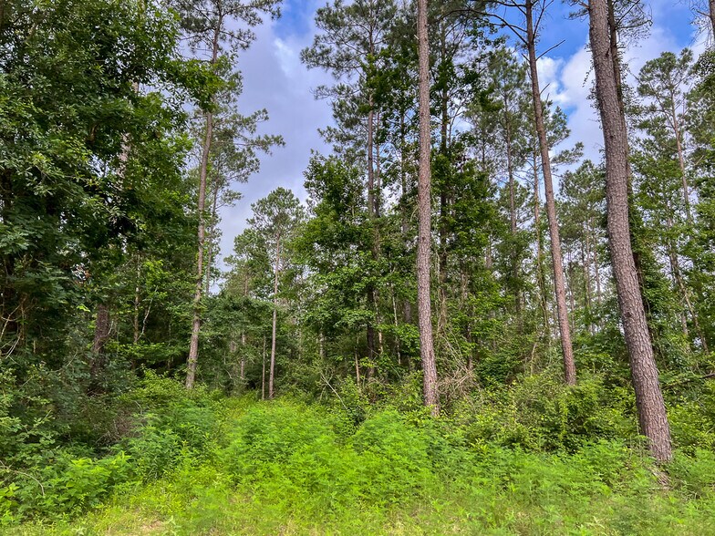 More Photos Of Farm to Market Road 1725, Willis Land For Sale