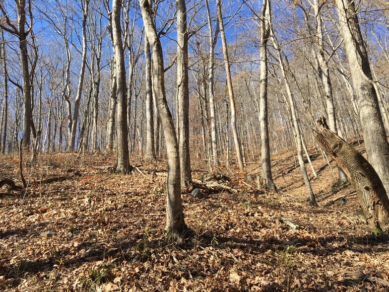 More Photos Of 1658 Pinecrest Rd, Jacksboro Land For Sale