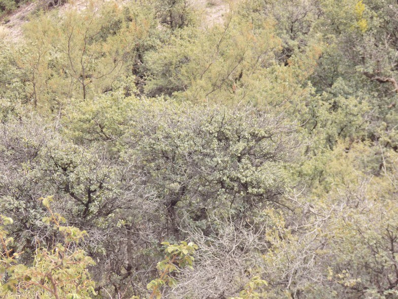 More Photos Of 649 Del Norte Calle, Monticello Land For Sale