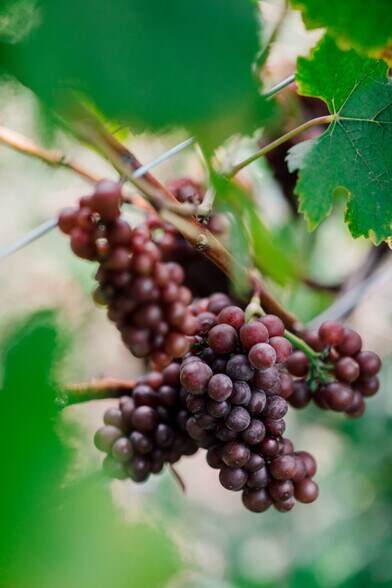 More Photos Of 4290 Mt Baker hwy, Everson Winery Vineyard For Sale