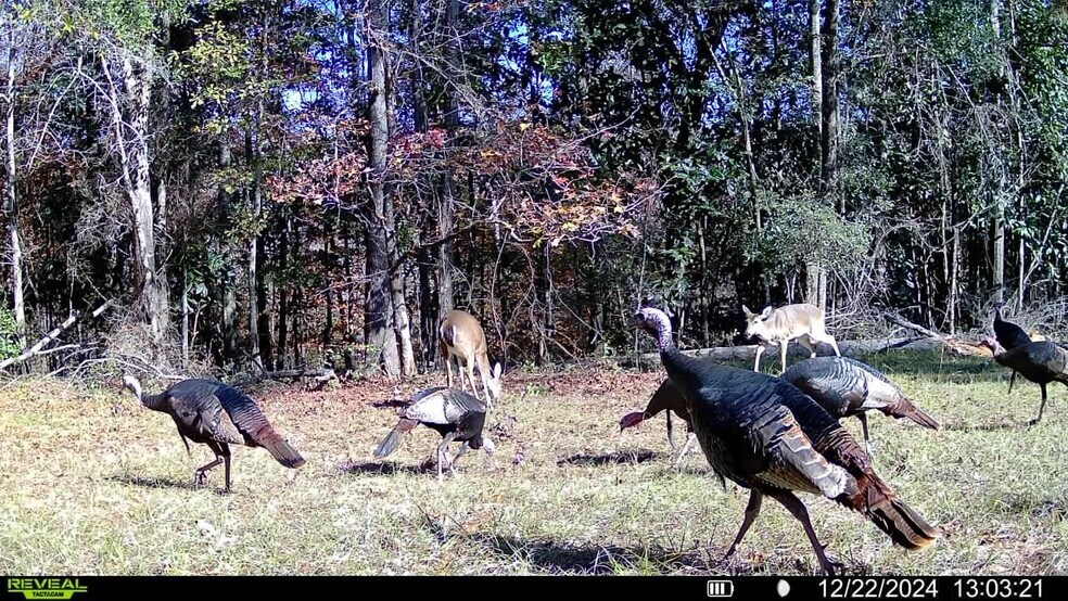 More Photos Of 4433 Pat Thomas Pky, Quincy Land For Sale